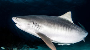 Tiger Sharks - Galeocerdo cuvier