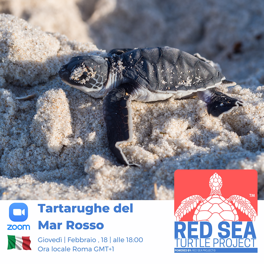 Tartarughe del Mar Rosso