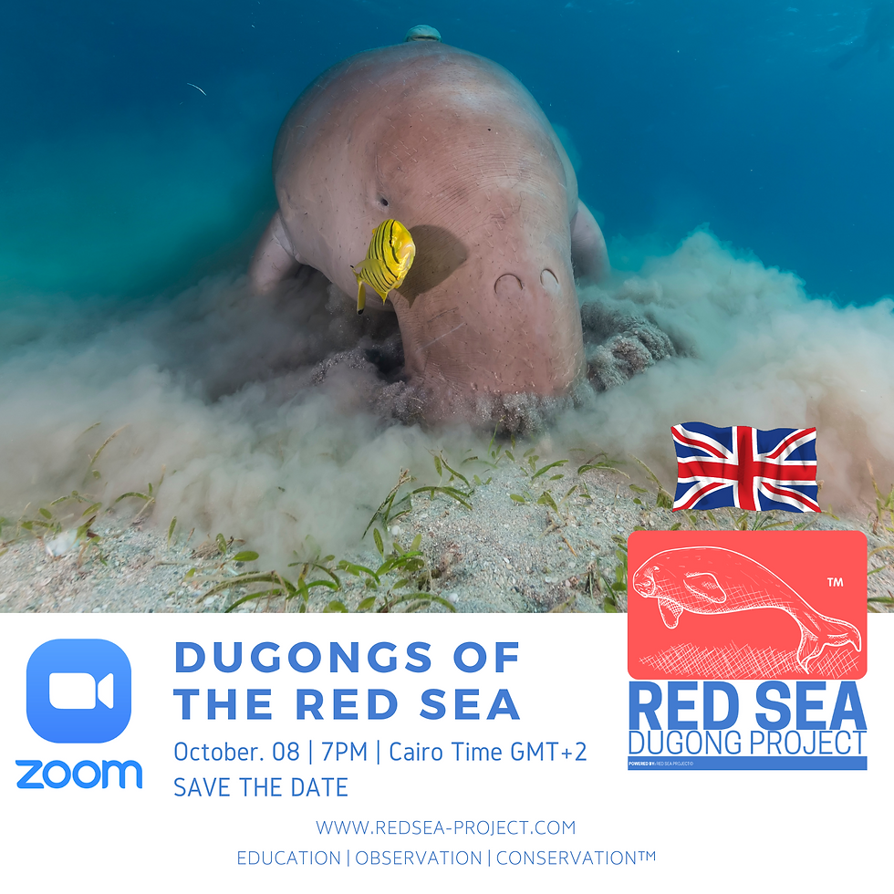 The Sea Cow (Dugong dugon)