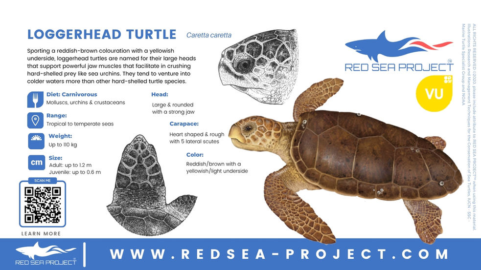 Loggerhead turtle (Caretta caretta) in the Red Sea