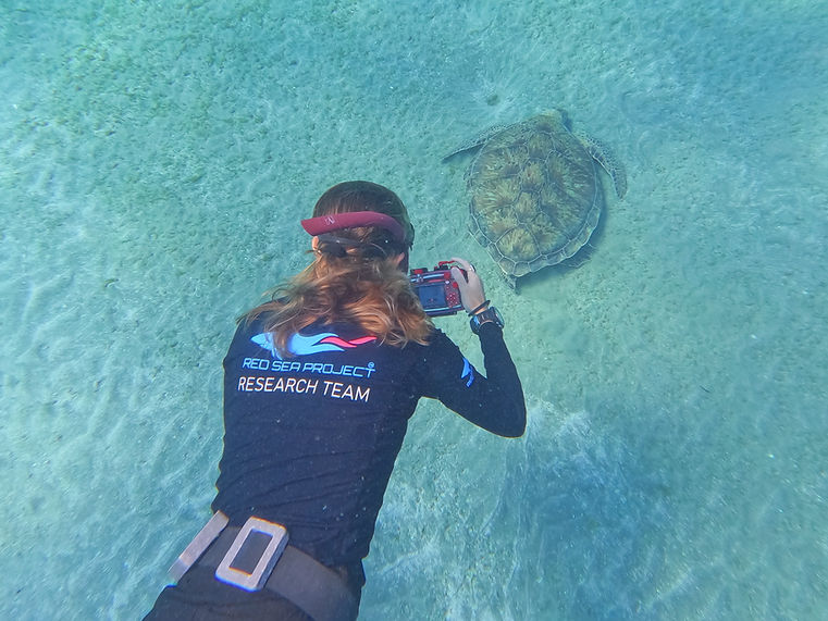 RED SEA PROJECT research team member photographing a sea turtle underwater for marine observation and citizen science monitoring.
