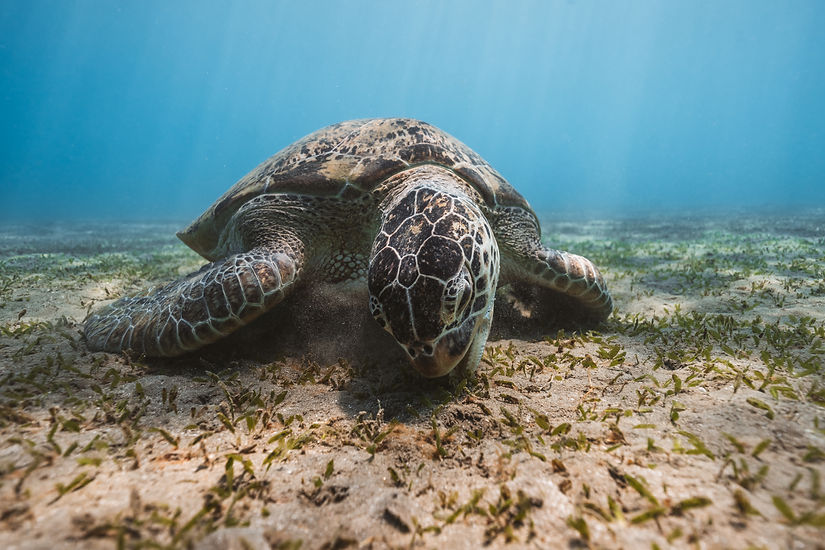 green turtle red sea