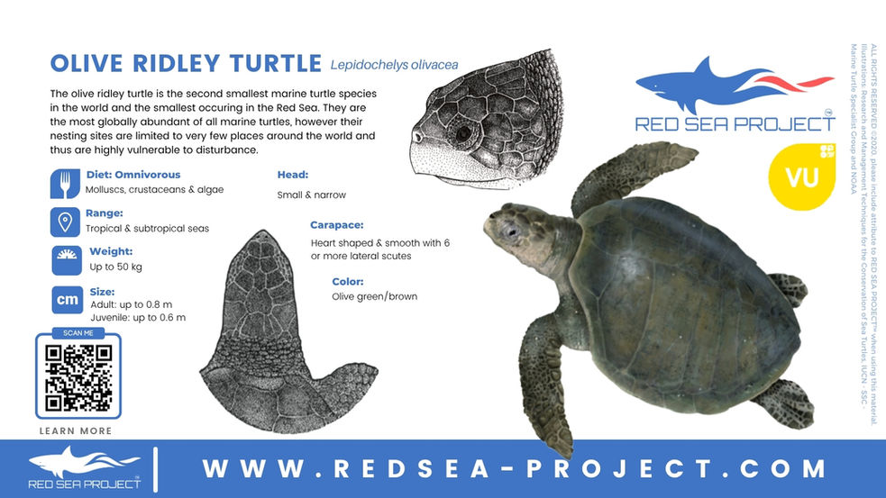 Olive ridley turtle (Lepidochelys olivacea) in the Red Sea