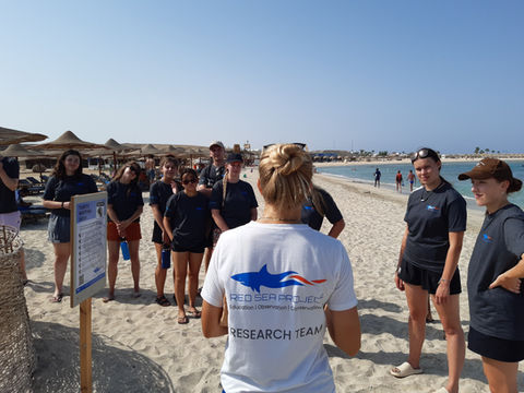 Marine turtle conservation, Red Sea Project Egypt