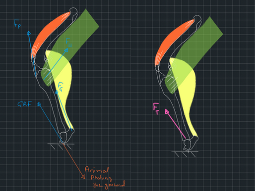 Joint contact reaction force - Part 1