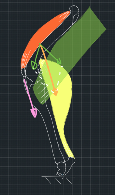 Figure 3. Pink vector: Quadriceps force through the patellar tendon. Green vectors: Forces from other muscles. Orange vector: The sum of forces from other muscles.