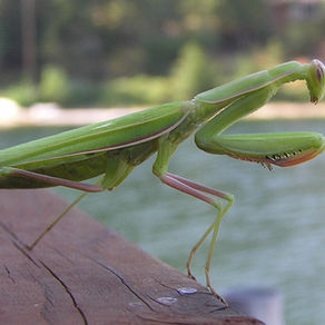 Из жизни насекомых II