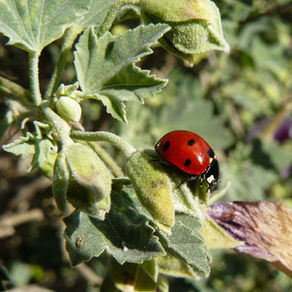 Из жизни насекомых I