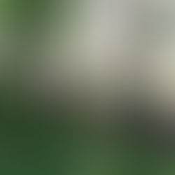 Что-то есть у бегемота