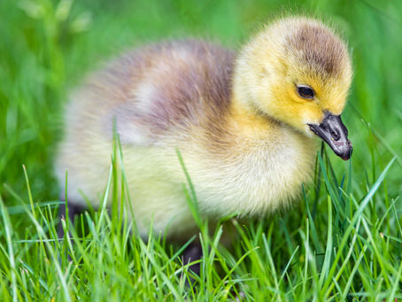 Цыплята и другие птенцы!