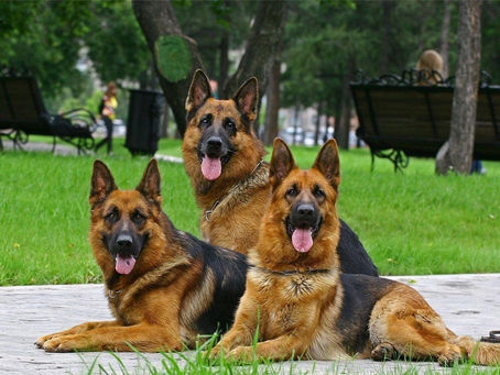 Собаки, скоросшиватели и прочее