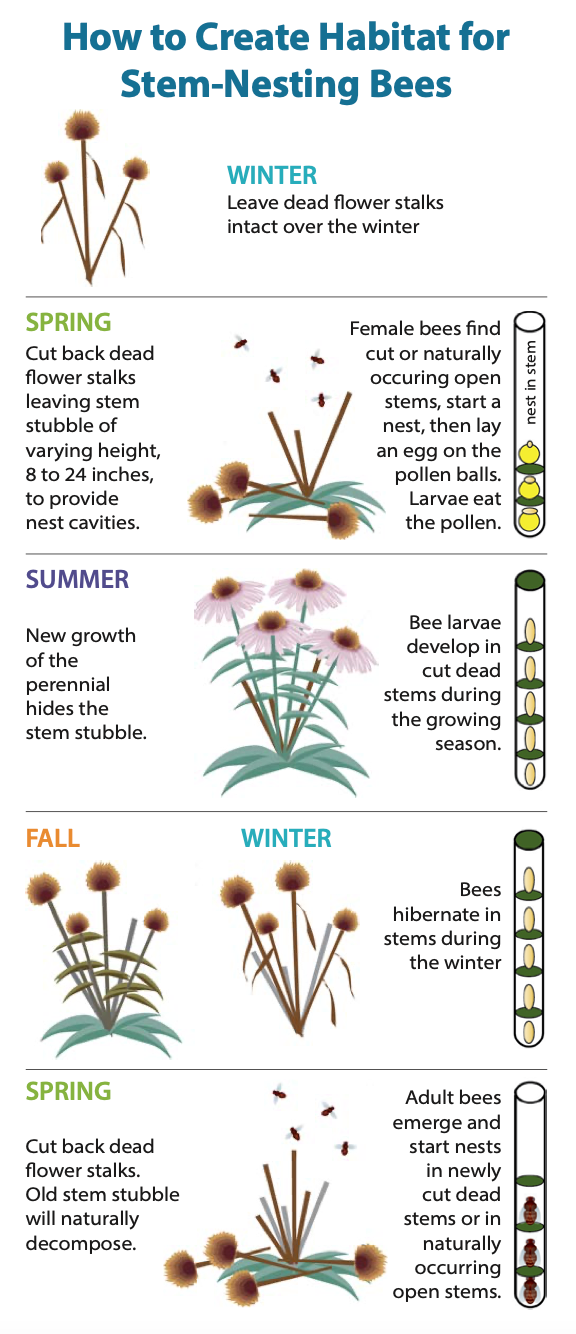 This graphic depicts the life of a bee larvae for one year, from the spring it spends as a larva until the spring it emerges as an adult.