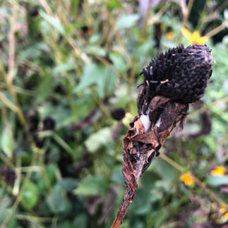 Black-eyed susan with cocoon