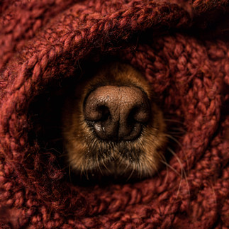 museau de chien émergeant d'une écharpe en tricot