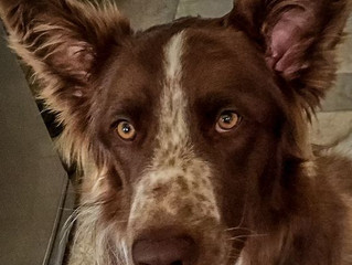 It's tick season: Here's what you need to know