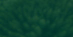 forest green2.jpg