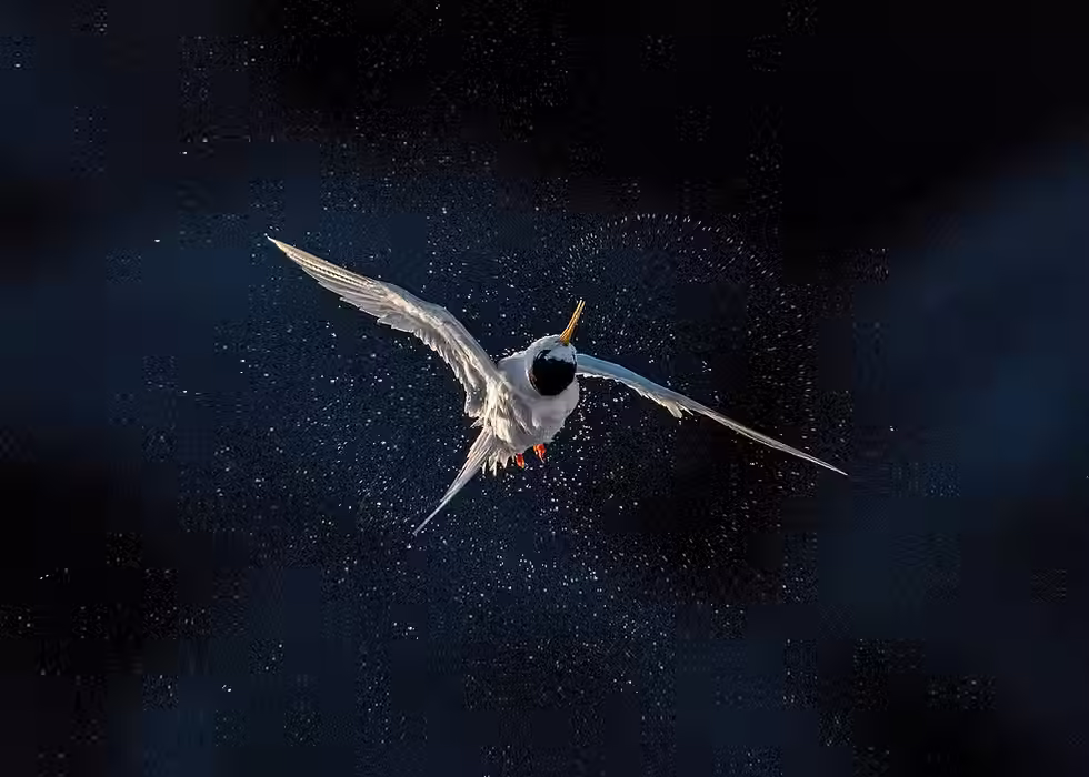 BirdLife Australia
