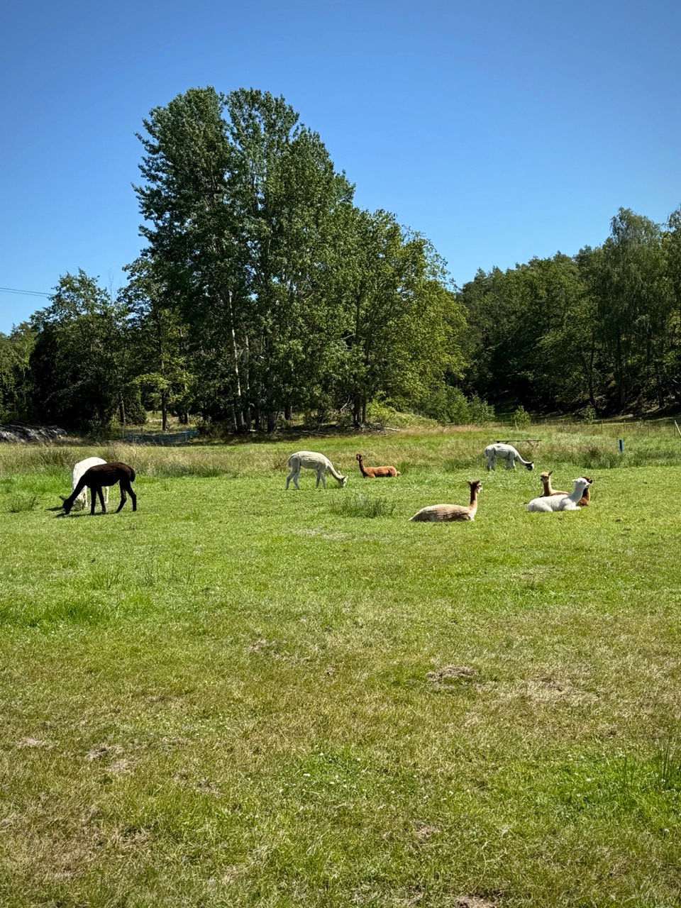 Alpackor på Rågö i Västerviks skärgård.
