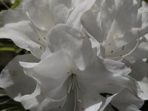 夕飯後はお茶とともに