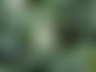 やっと夏が来る