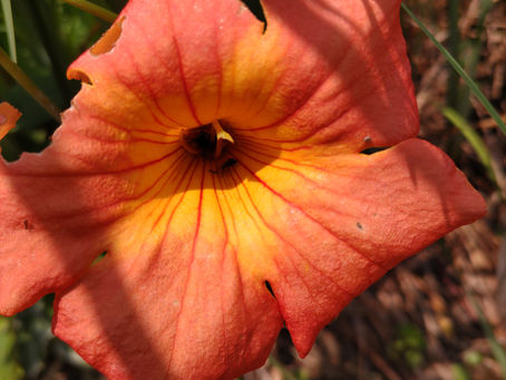 本が来たけど・・。