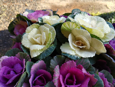 さてと、明日は何にしようか