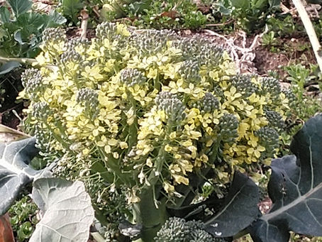 北風と南風の教訓