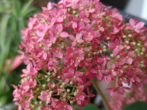 バイアステープってあったよな