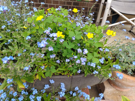 片桐はいり演じる音楽の先生みたいな人がいるって幸せなこと。