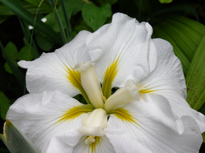 すーいすい・・・