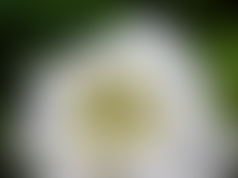 すーいすい・・・