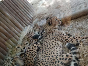動物園