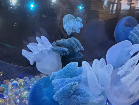 いのししがとれたけど。