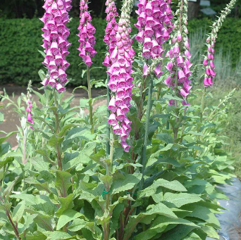 とりあえず、声を届ける。