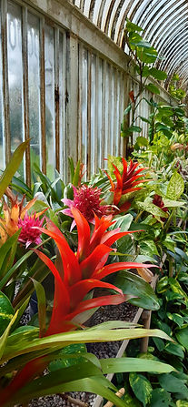 Palm House, Belfast Botanic Gardens, Autumn 2024.jpg