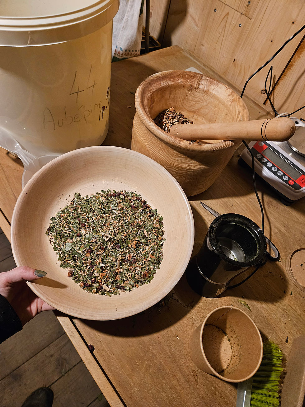 Miniature : Reine camomille - Tisane Santa - Plantes d’herboristerie