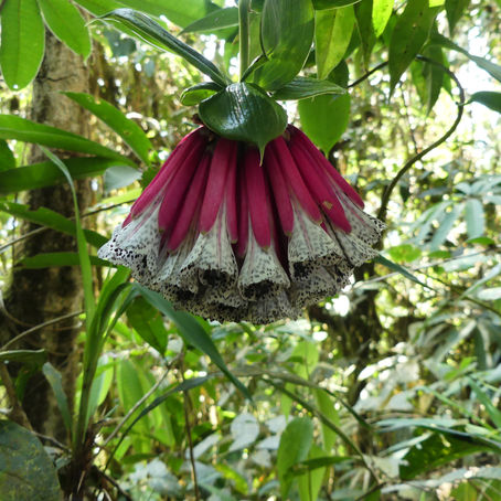 Hummingbird Research at Santa Lucía