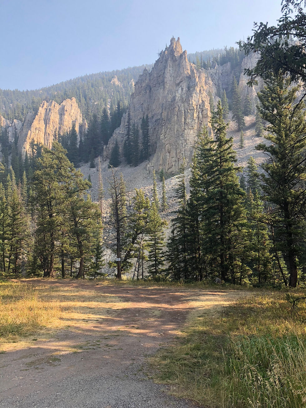 Why we rewild.