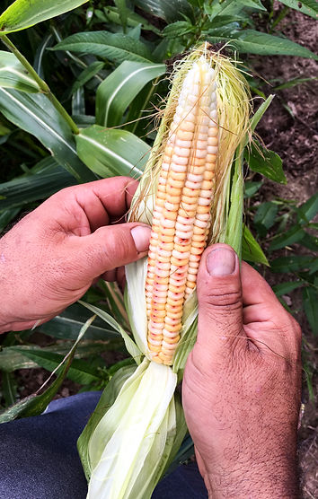 corn,red,kenny,HVFH.jpg