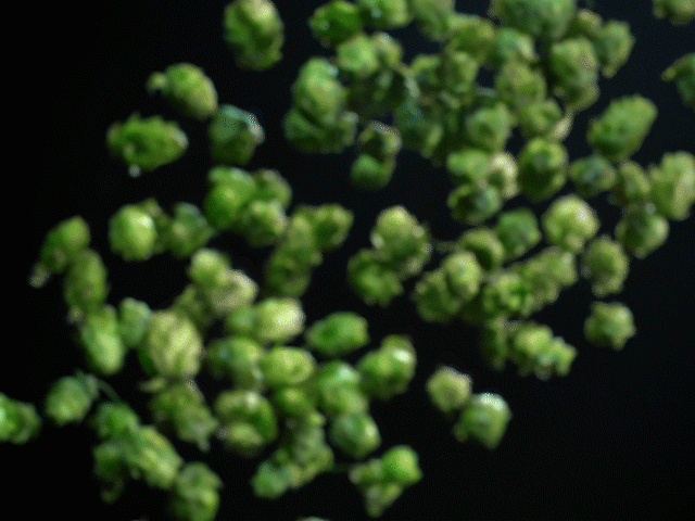 BUD_PRORES_43_VIMEO.gif