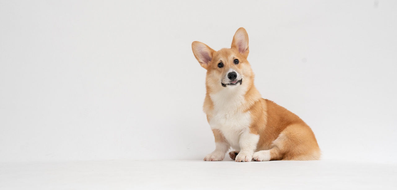 Welcome to Pawvet Clinic