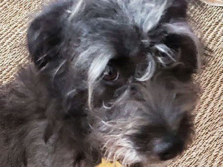 Savannah, Kitty Bartholomew, and Geraldine