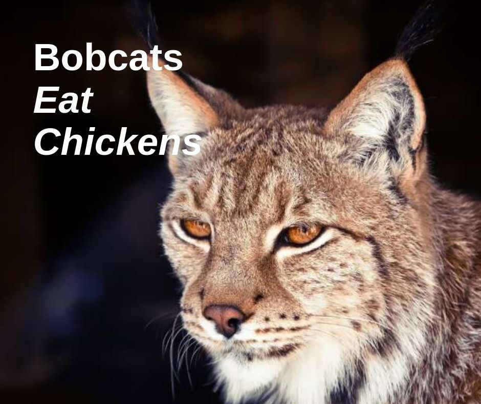 Bobcats Eat Chickens