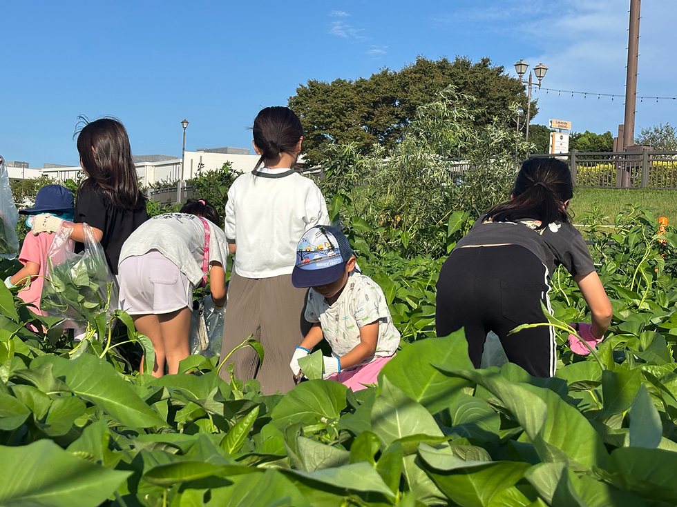 gogo空芯菜! 浮く畑は、水を変えられるか?〜なぜ空芯菜? なぜ調節池? 高校生と専門家が探る、水辺の実験と可能性〜