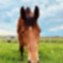 saltburnoldgrangestables13.jpg