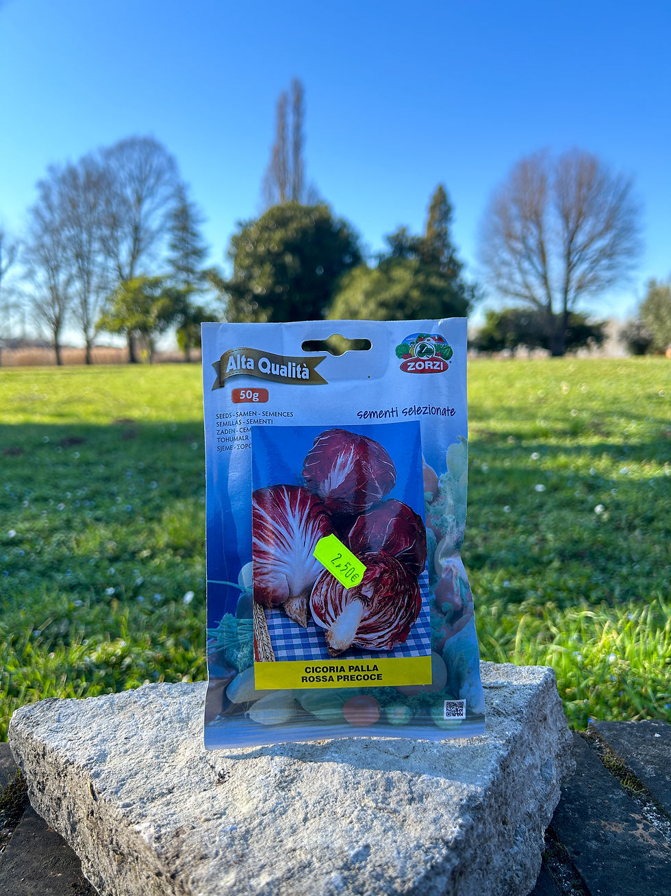 Cicoria palla rossa precoce