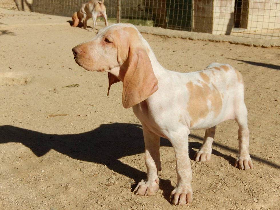 Cuccioli di Casamassima