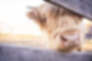 Scarlet Springs Farm_Mini-Highland Cows_05.jpg