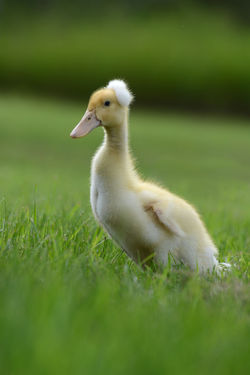 DSC_9895 Q-tip_edited-1