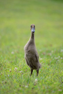 DSC_9931Chocolate Runner